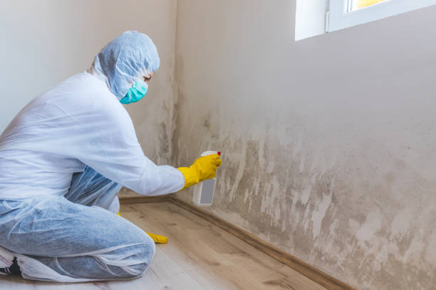 Licensed Mold Removal service in Renton, WA - WQB Mold Removal